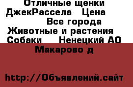 Отличные щенки ДжекРассела › Цена ­ 50 000 - Все города Животные и растения » Собаки   . Ненецкий АО,Макарово д.